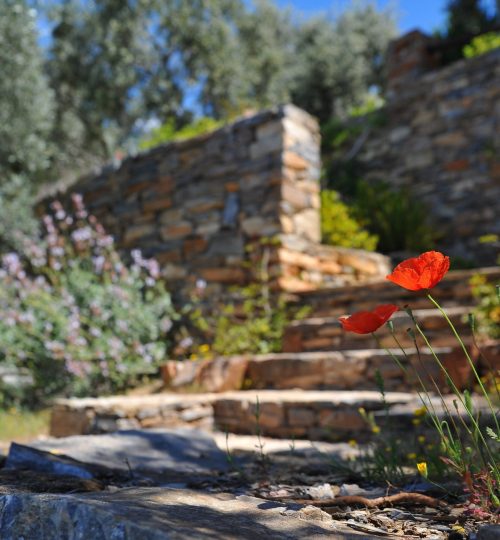 bloom-blooming-blur-brick-wall-68470